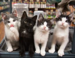 Petshopteste